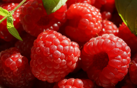 Raspberries and Green Vine